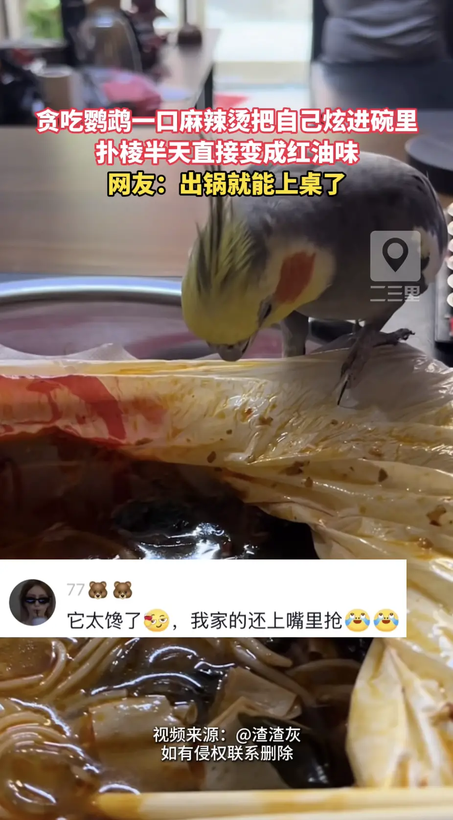 转个头的功夫，贪吃鹦鹉一口把自己炫进了麻辣烫碗里