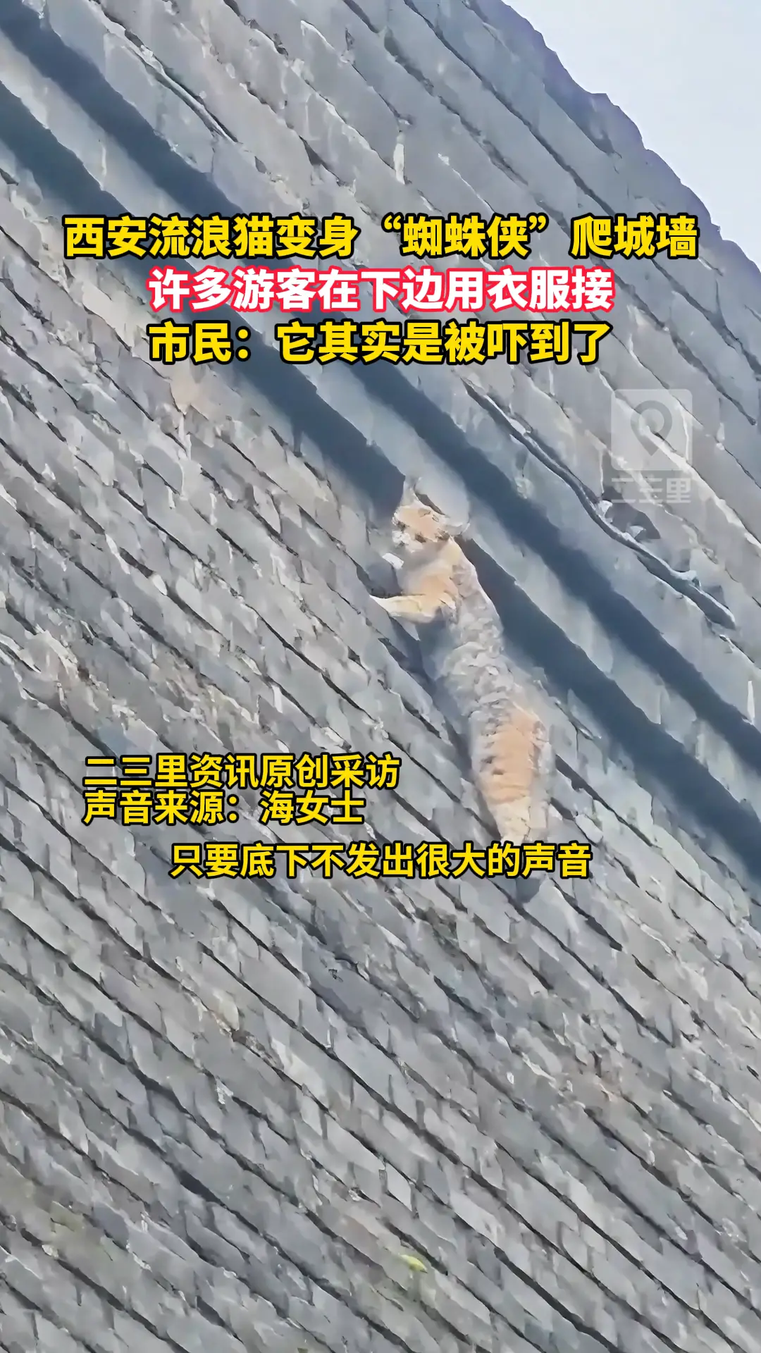 流浪猫爬上西安城墙，许多游客拉起衣服接它，附近市民提醒：不喧哗，小猫一般能自行脱困