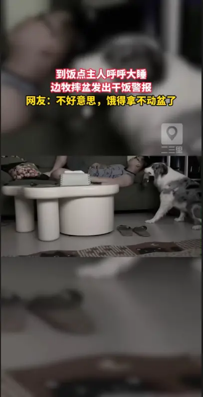 主人饭点仍然熟睡，心急边牧当场摔碗催促 