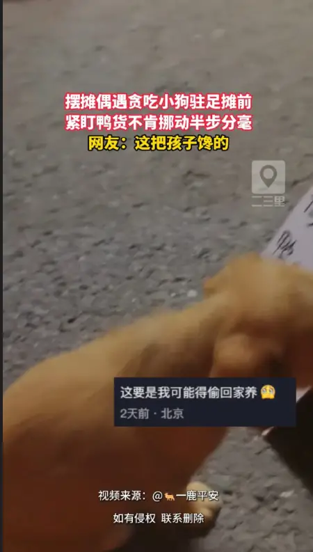 谁能料到摆摊被小馋狗盯上，赖在摊前眼巴巴等候鸭货 