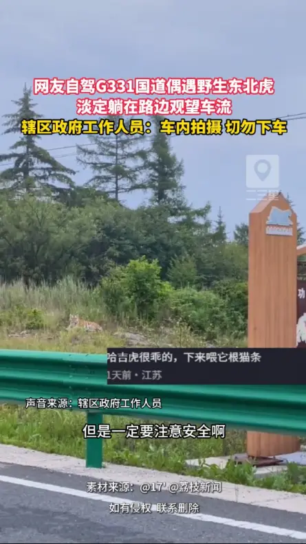 G331 国道偶遇野生东北虎！提醒游客：遇到猛兽务必留在车内，不要随意下车，保持安全距离！