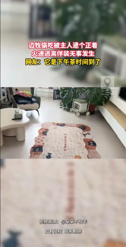 边牧偷吃东西当场被抓包，撒腿就跑假装啥事没发生