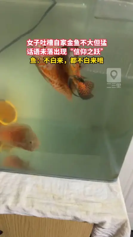 本以为只是随口介绍，没想到话语未落小鱼开启极限起跳 