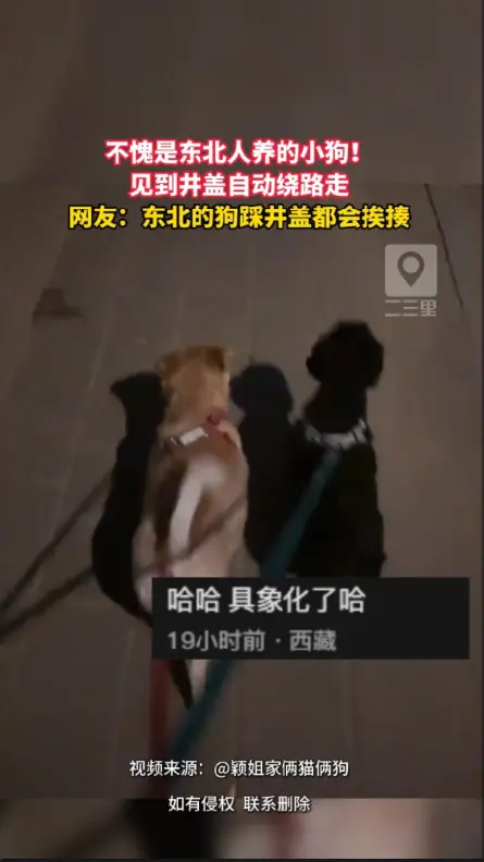 刻在东北人骨子里的讲究，出门遛弯，人和小狗都绝不踩井盖