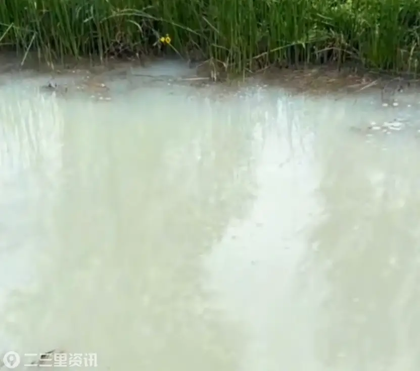 大庆肇州实现村一河流遭污染，水体呈乳白色散发刺鼻气味，当地已介入排查