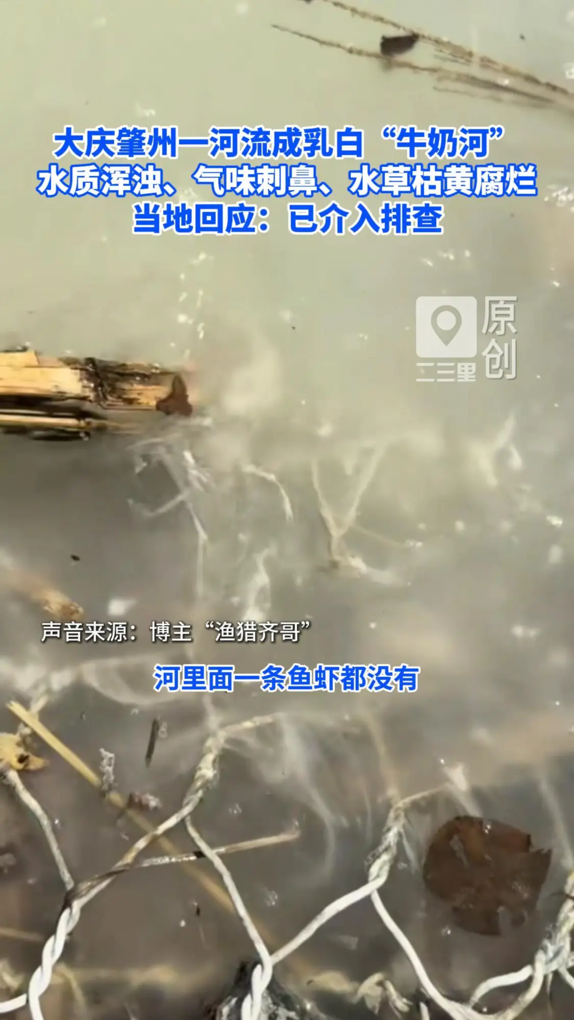 大庆肇州一河流成乳白“牛奶河” 水质浑浊、气味刺鼻、水草枯黄腐烂 当地回应：已介入排查