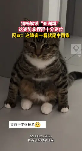 猫咪无师自通“亚洲蹲”，网友：一看就是国产喵 