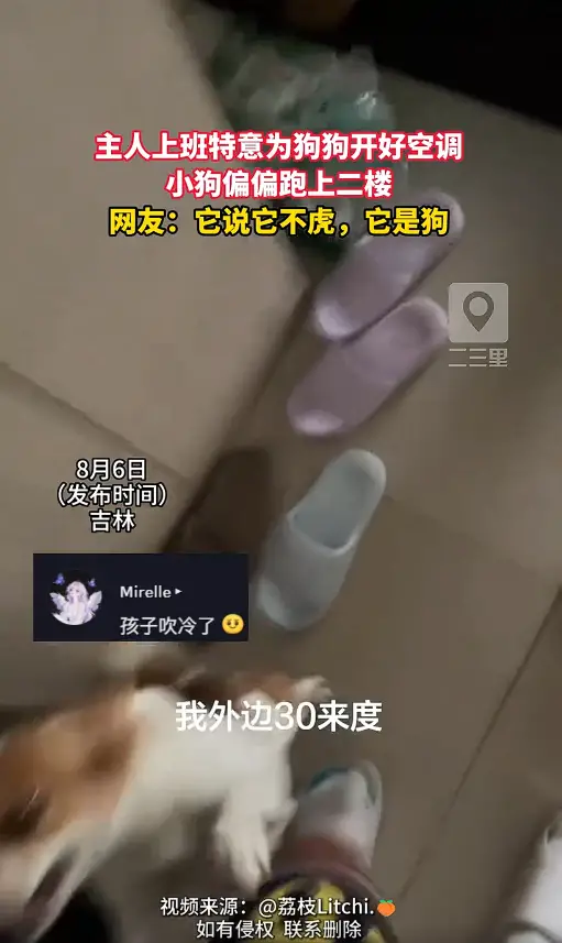 主人好心开好空调给狗子避暑，结果完全不买账 