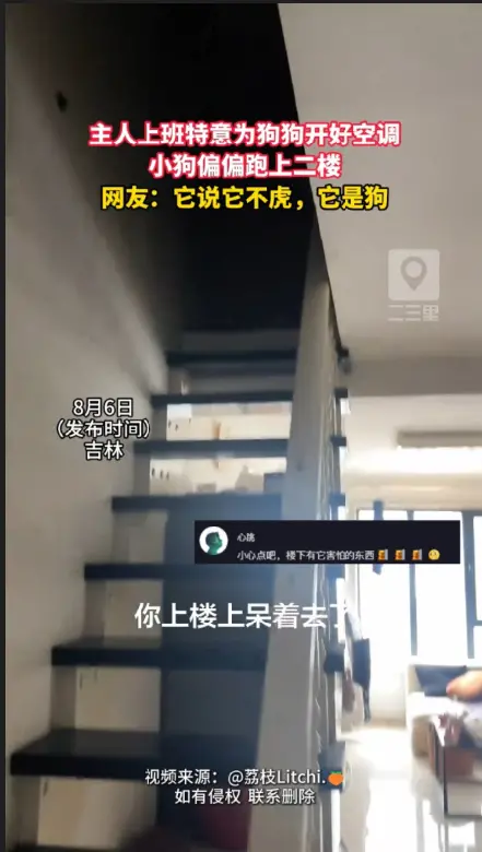 主人好心开好空调给狗子避暑，结果完全不买账 