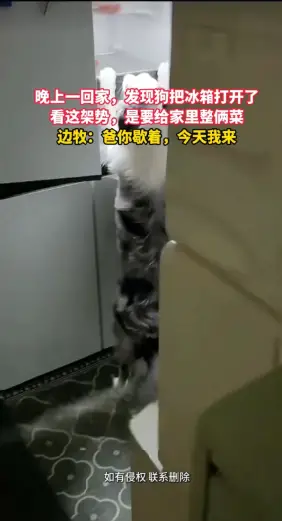 下班回家发现，冰箱开了，狗趴上面，不知道的还以为它要给我整俩菜 