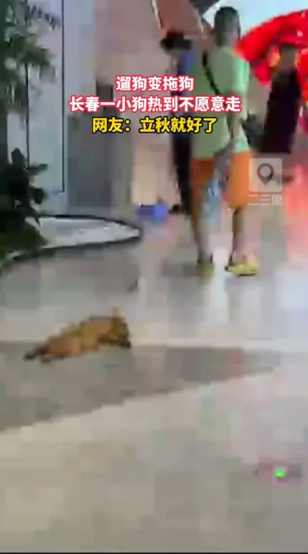 小狗都热化了，立秋前的长春到底有多热