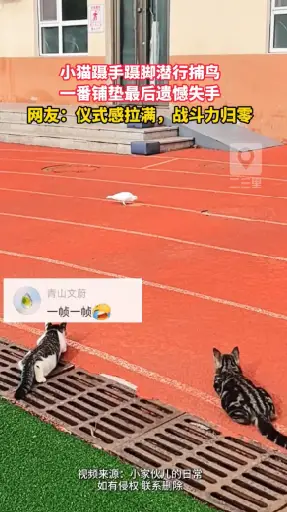 小猫潜伏捕鸟，气氛已经烘托到位，奈何猎物不给面子