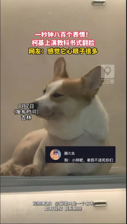 柯基情绪切换行云流水，表情瞬息万变，网友：感觉有八百个心眼子