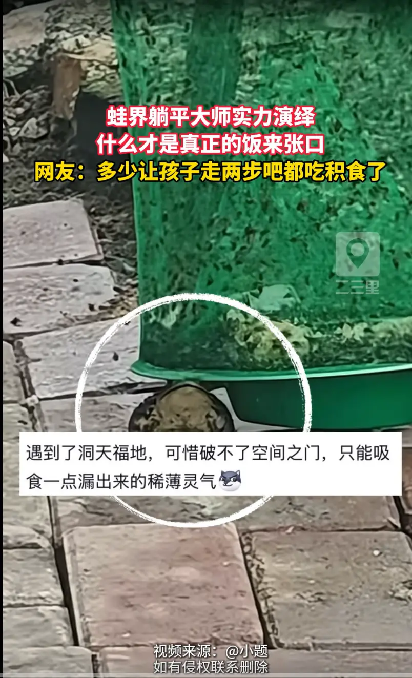 谁懂啊！这蛙直接把“守株待饭”玩明白了。