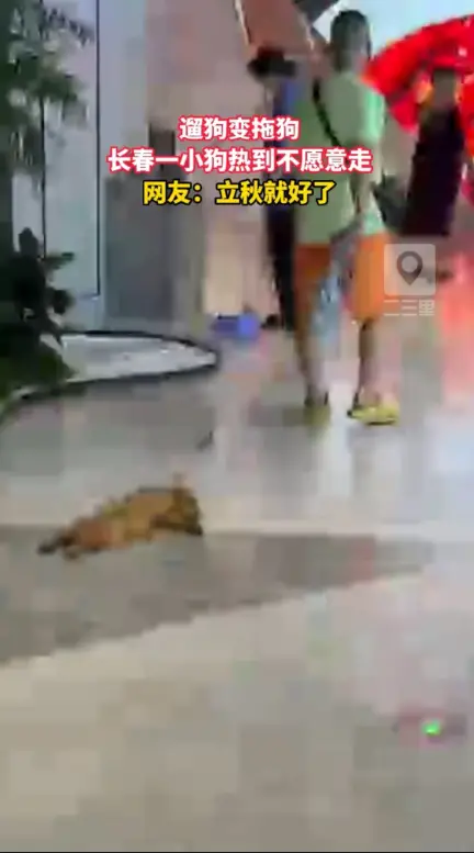小狗都热化了，立秋前的长春到底有多热