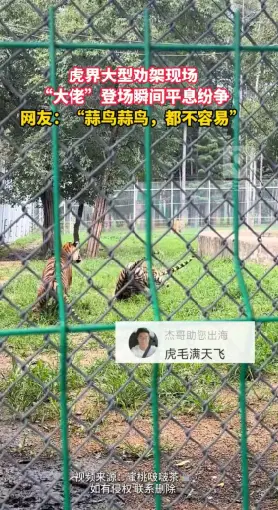 原来虎界也有江湖！俩东北虎打架，热心虎劝半天没用，大哥一出场全老实了