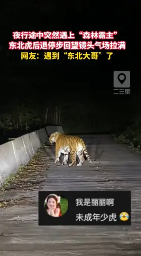 吉林延边夜间偶遇东北虎，黑暗中缓缓后退后回头凝视，镜头记录震撼对视瞬间