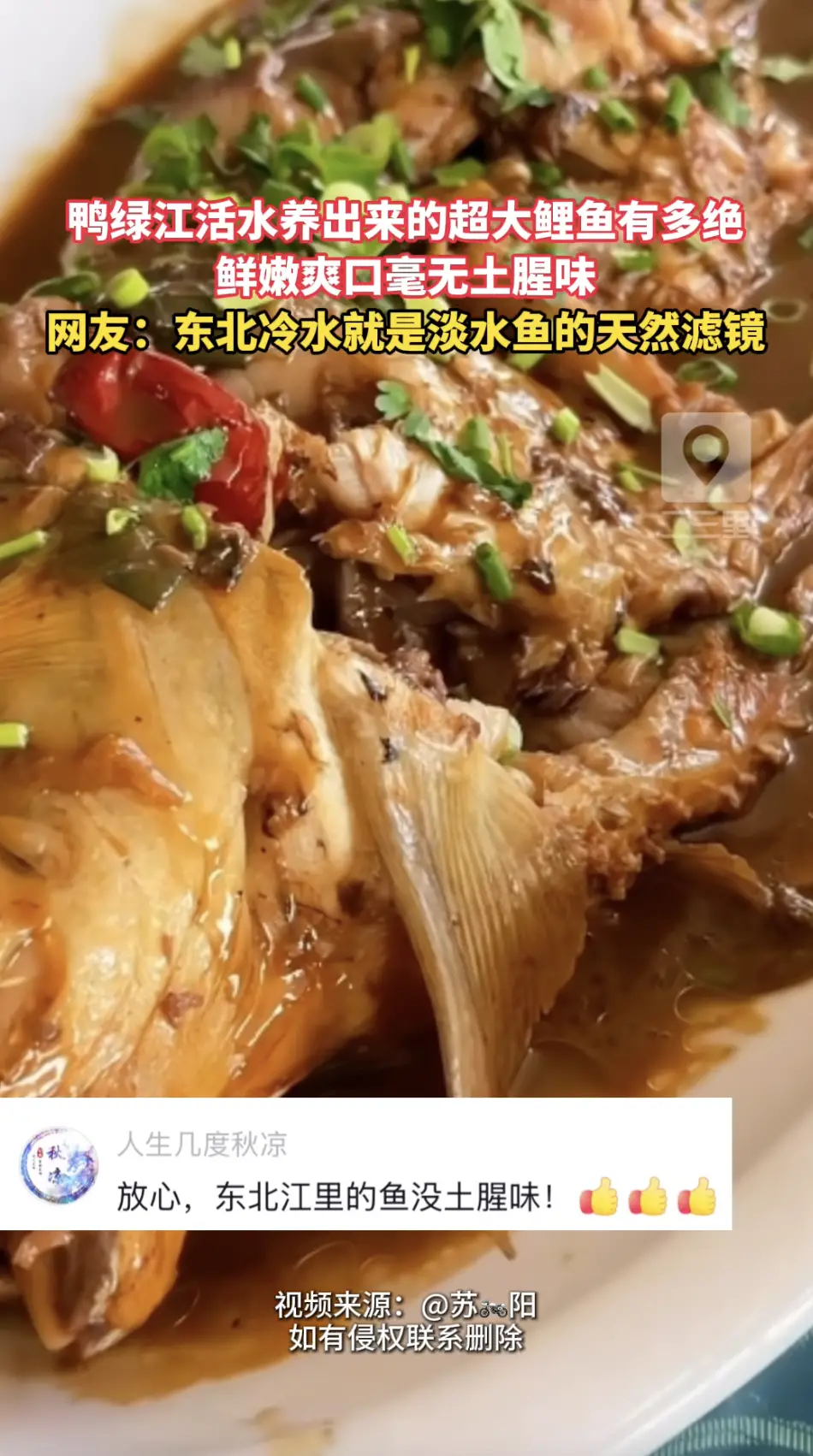 第一次见到个头这么大的鸭绿江活水鲤鱼！冷水慢慢养出来的鱼肉紧实细嫩，完全没有土腥味
