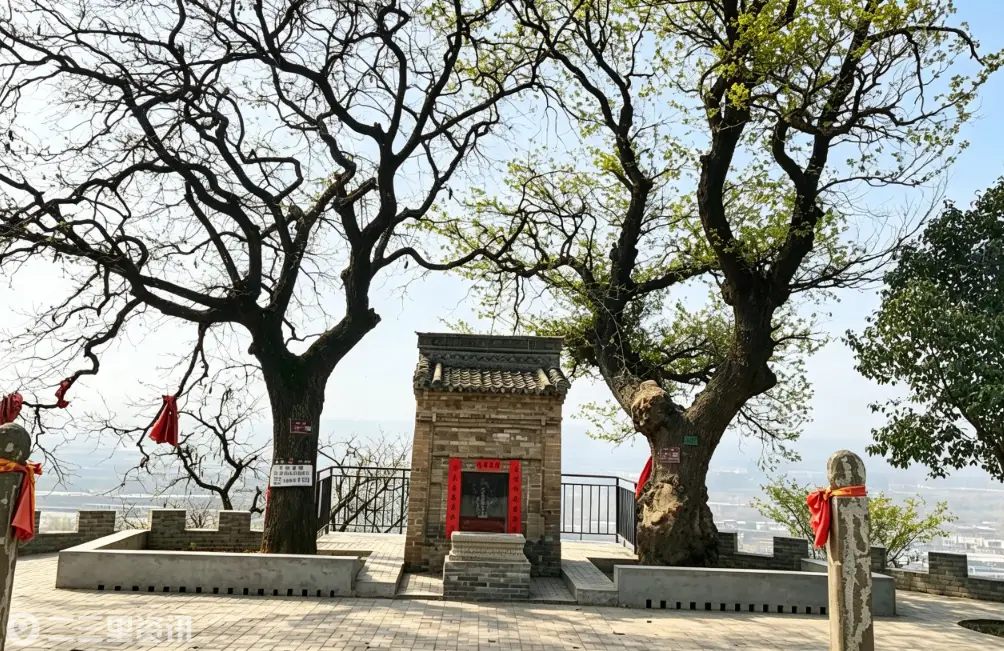 神殿古树，见证庵坡百年历史