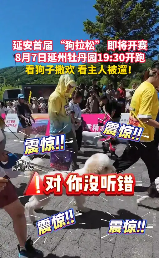 延安首届“狗拉松” 即将开赛 8月7日延州牡丹园19:30开跑 看狗子撒欢 看主人被遛
