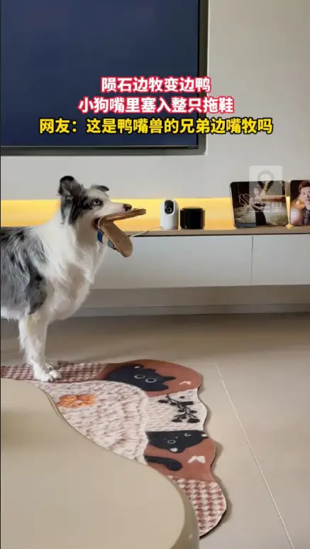 见过鸭嘴兽但你见过鸭嘴边牧吗 