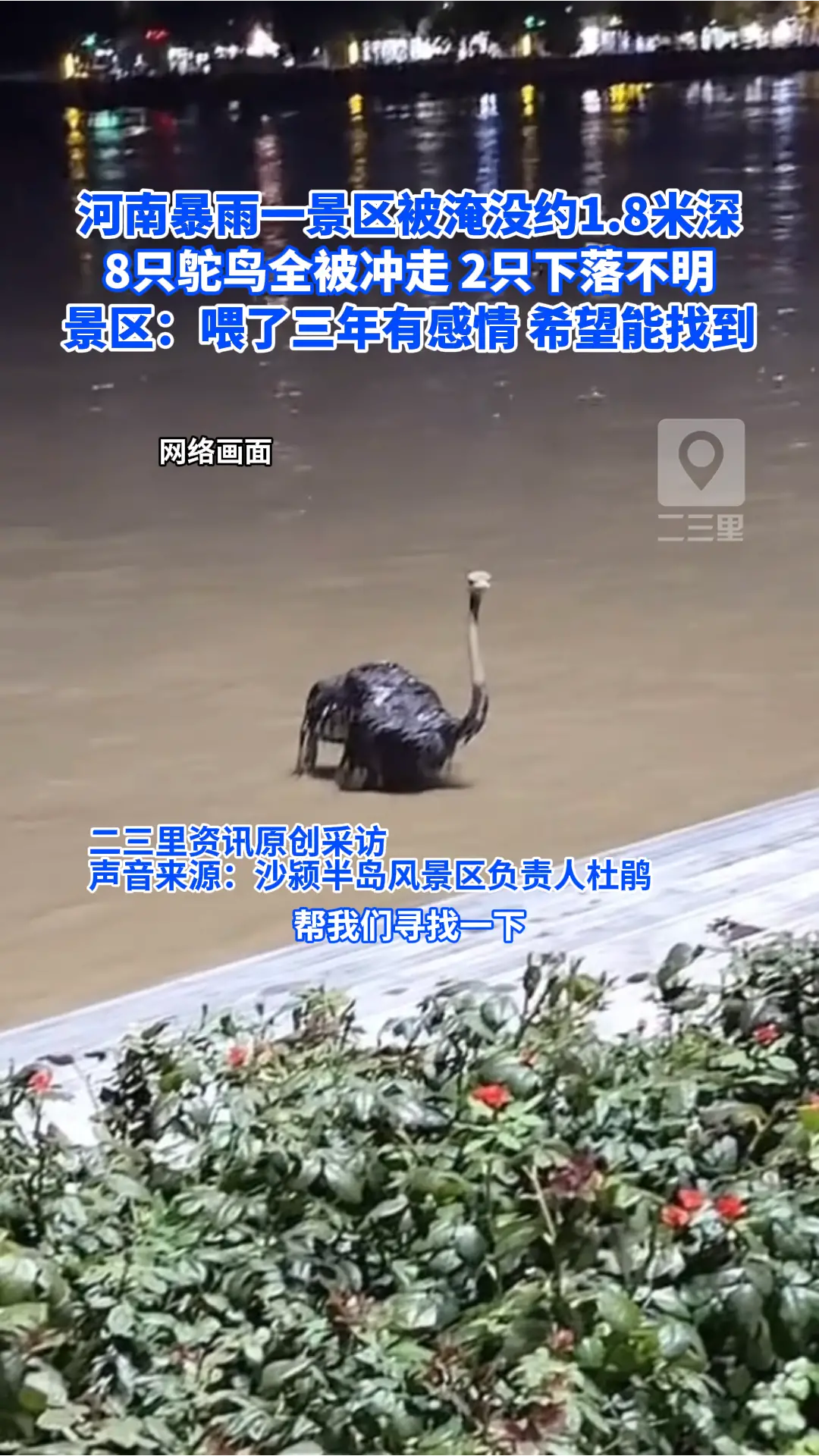 河南暴雨一景区8只鸵鸟被冲走，至今仍有2只下落不明，景区：喂了三年有感情，希望能找到
