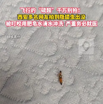 飞行的“硫酸”千万别拍！西安多名网友拍到隐翅虫出没，被叮咬用肥皂水清水冲洗