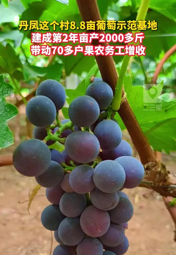 丹凤这个村8.8亩葡萄示范基地，建成第2年亩产2000多斤，带动70多户果农务工增收