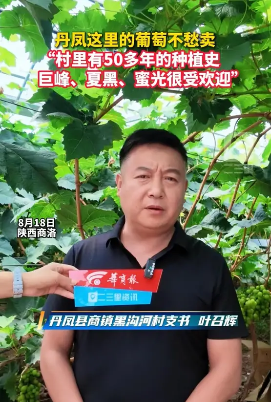丹凤这里的葡萄不愁卖，“村里有50多年的种植史，巨峰、夏黑、蜜光很受欢迎”