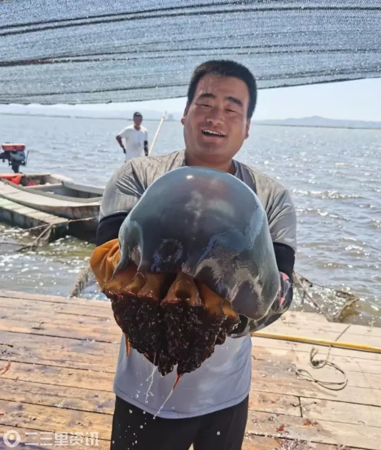 从渤海湾走向全世界！营口海蜇到底有多牛？
