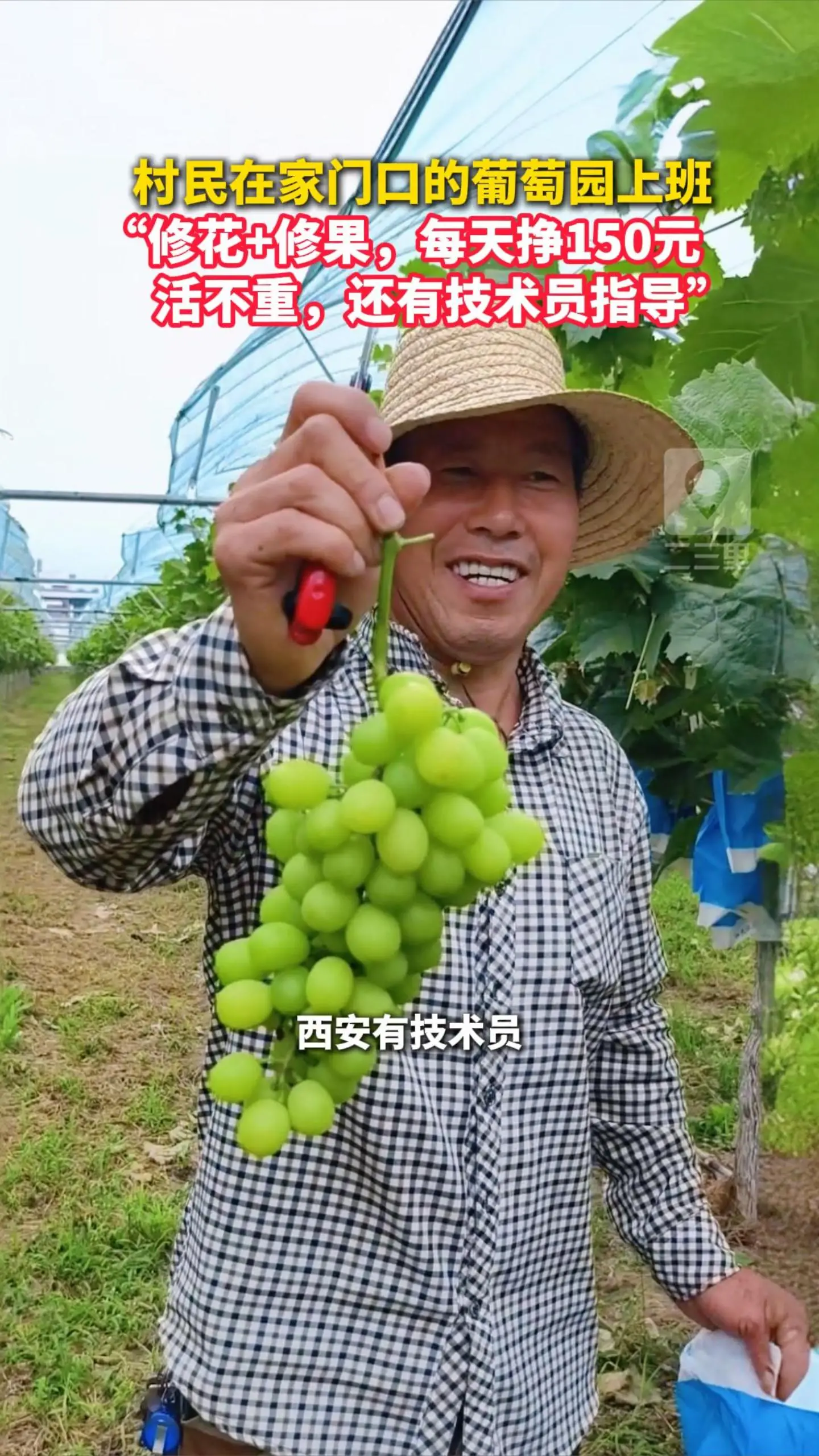 村民在家门口的葡萄园上班 “修花+修果，每天挣150元，活不重，还有技术员指导”