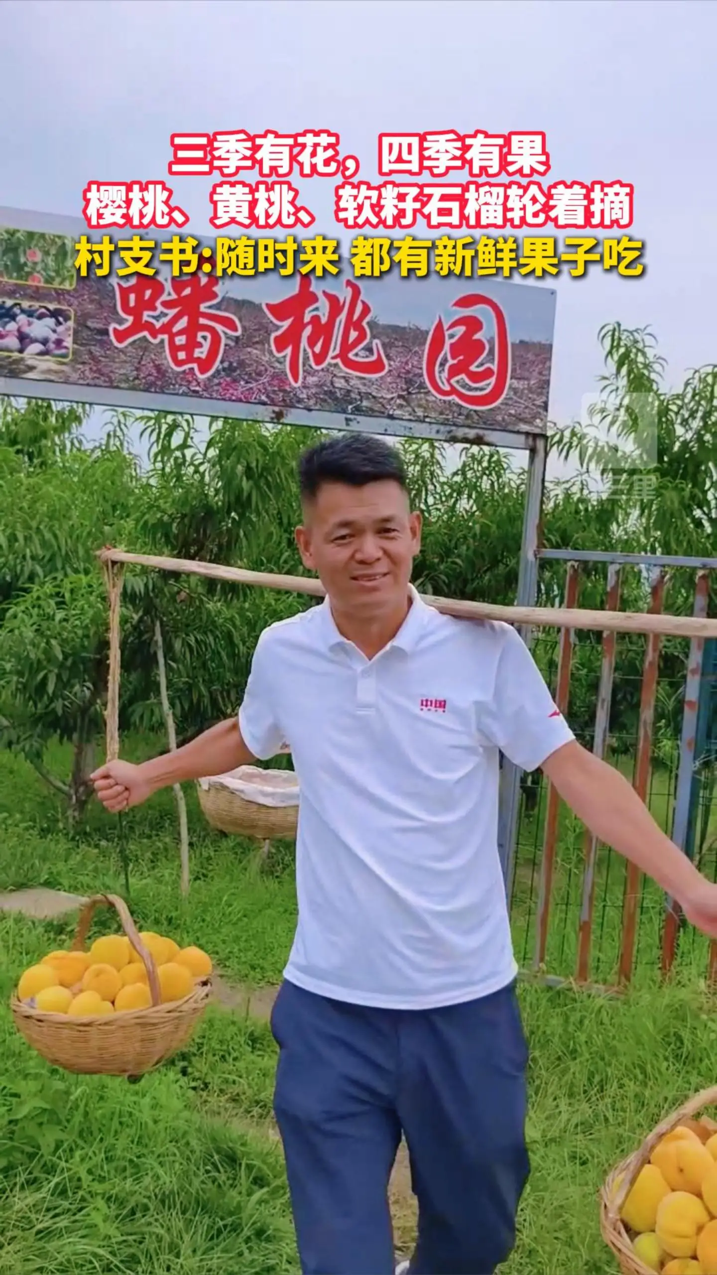 三季有花，四季有果，樱桃、黄桃、软籽石榴轮着摘，村支书:随时来 都有新鲜果子吃
