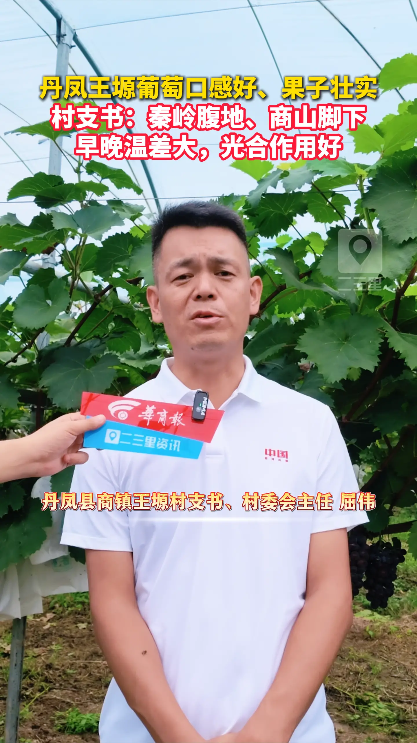 丹凤王塬葡萄口感好、果子壮实，村支书：秦岭腹地、商山脚下早晚温差大，光合作用好
