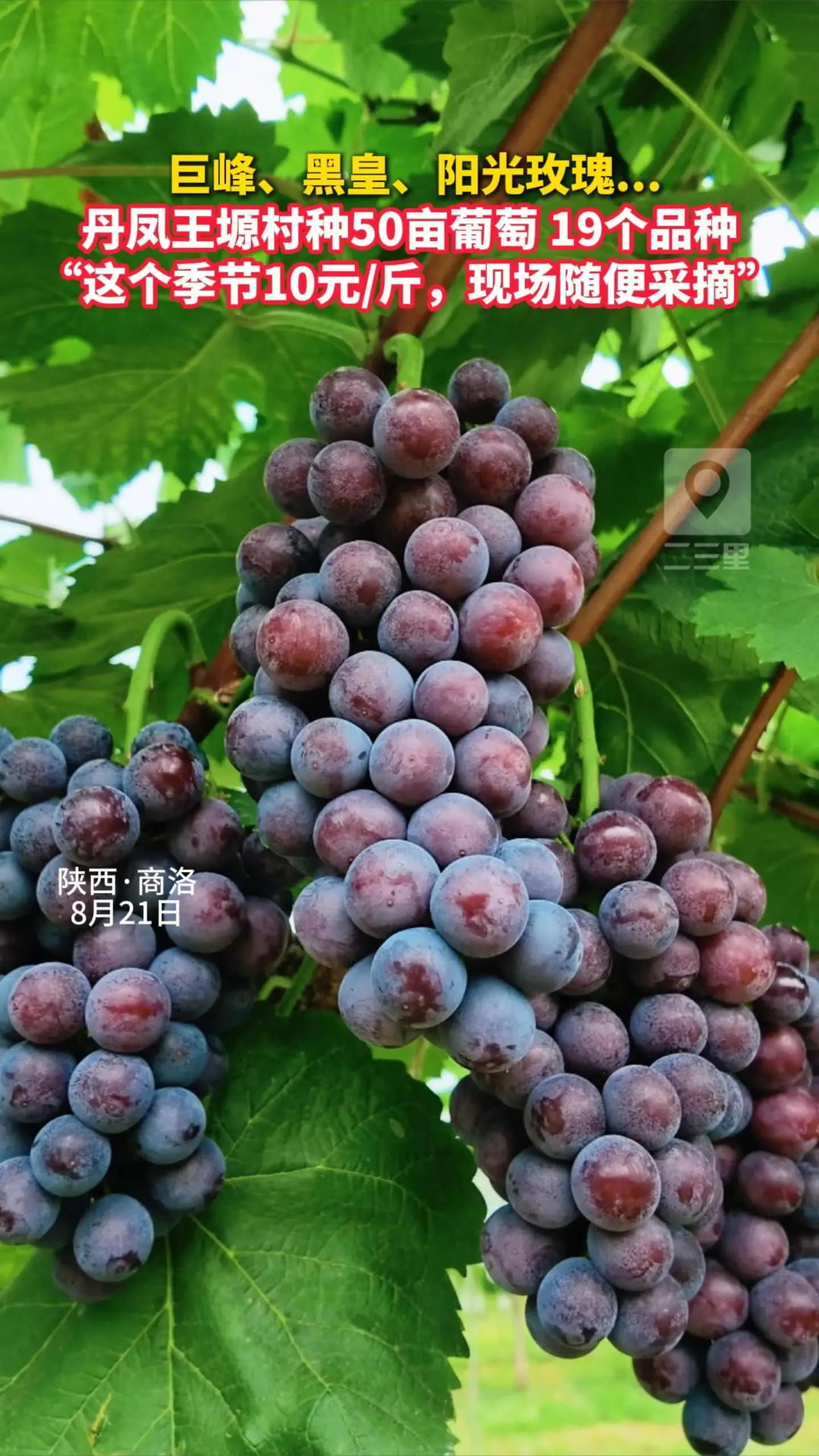  巨峰、黑皇、阳光玫瑰... 丹凤王塬村种50亩葡萄，19个品种， “这个季节10元/斤，现场随便采摘”