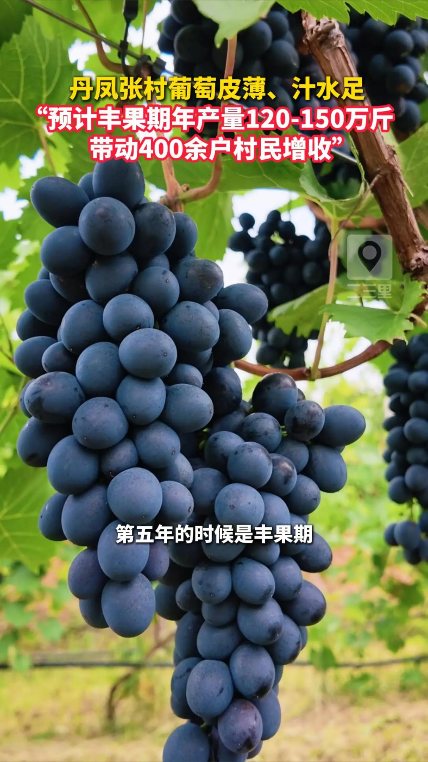   丹凤张村葡萄皮薄、汁水足， “预计丰果期年产量120-150万斤，带动400余户村民增收”