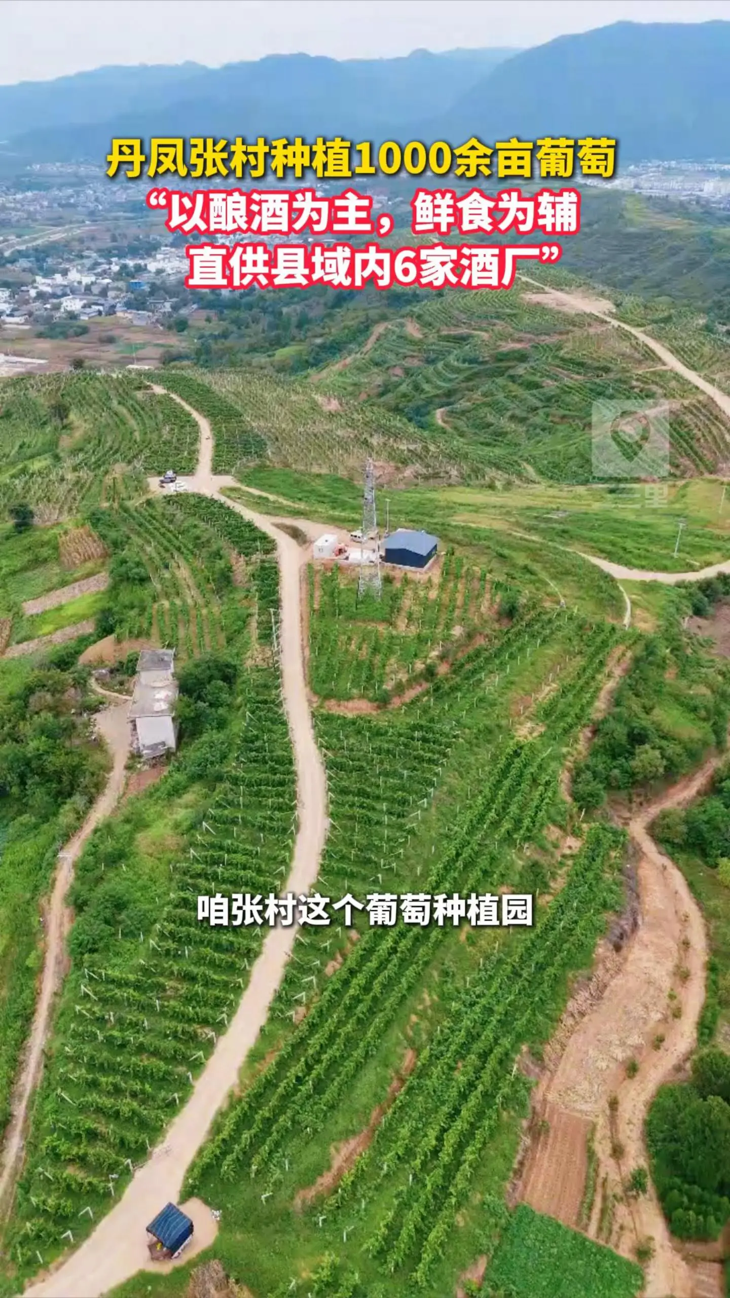 丹凤张村种植1000余亩葡萄， “以酿酒为主、鲜食为辅，直供县域内6家酒厂”