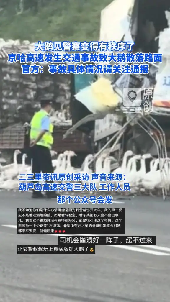 大鹅见警察变得有秩序了，京哈高速发生交通事故致大鹅散落路面，官方：事故具体情况请关注通报
