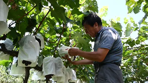 小葡萄串起大产业 渭滨区八鱼葡萄丰产俏销