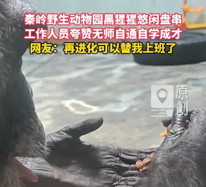 秦岭野生动物园黑猩猩悠闲盘串，网友：再进化可以替我上班了