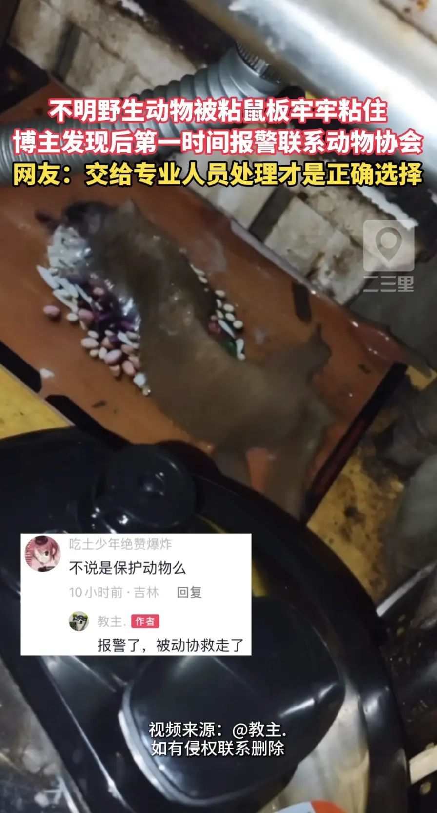 一只不明野生小家伙被粘鼠板牢牢粘住！博主发现后没有贸然上手施救，当即报警，联系动物协会赶来现场处置