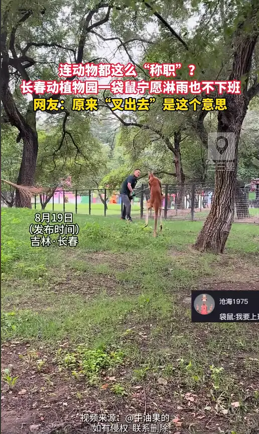 袋鼠不想回屋宁愿冒雨与饲养员“自由搏击” 