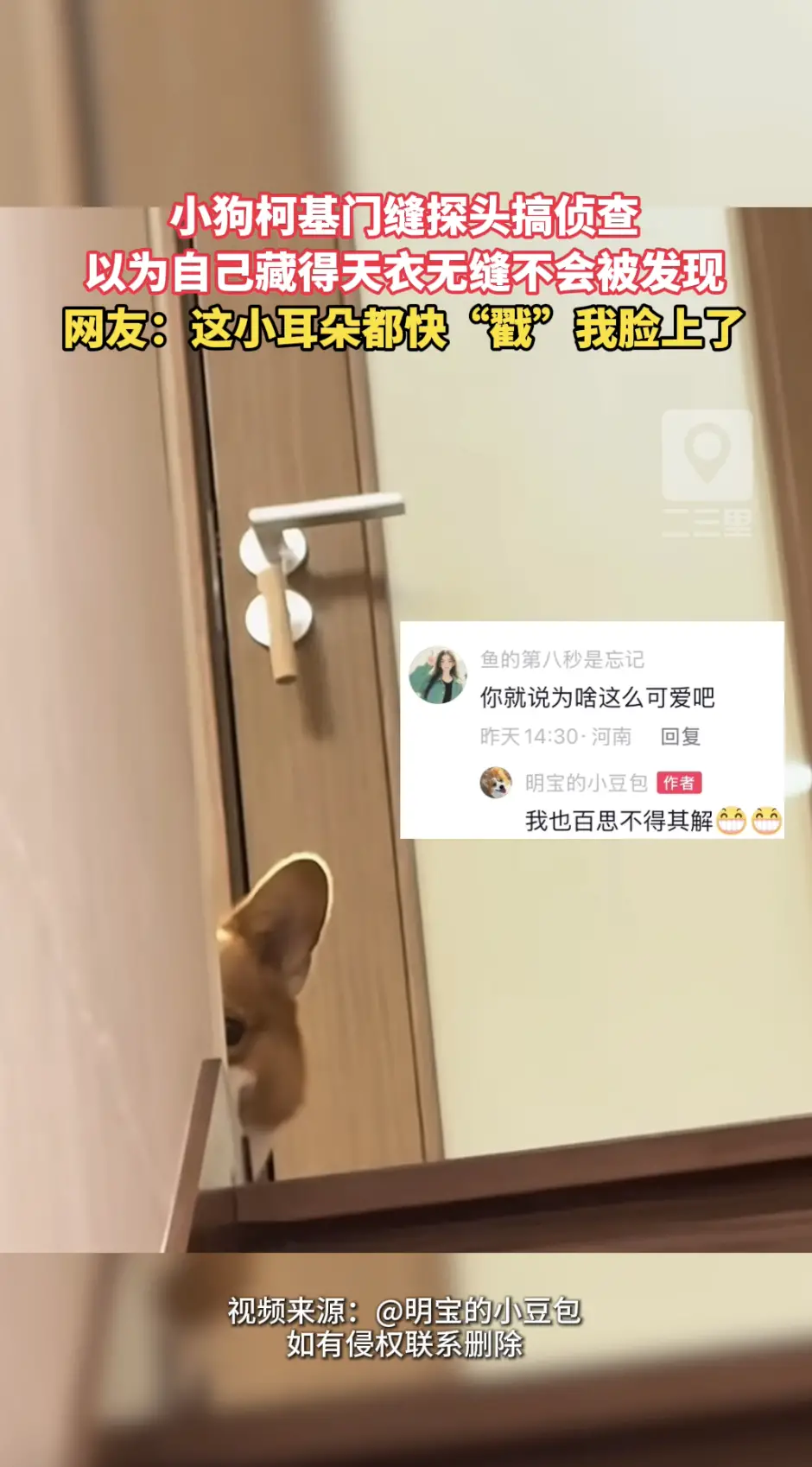 网友家这只柯基太会演了！把脑袋卡门缝里搞侦查，总以为没人能发现它。