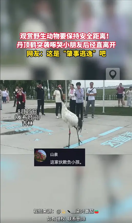 丹顶鹤啄哭孩童扭头就走，野生动物观赏千万不要靠太近 