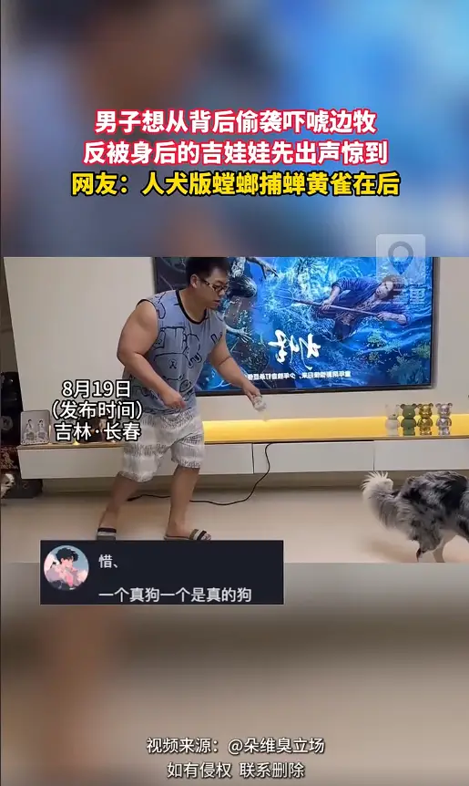 男主人想偷袭边牧，反被吉娃娃吓一跳