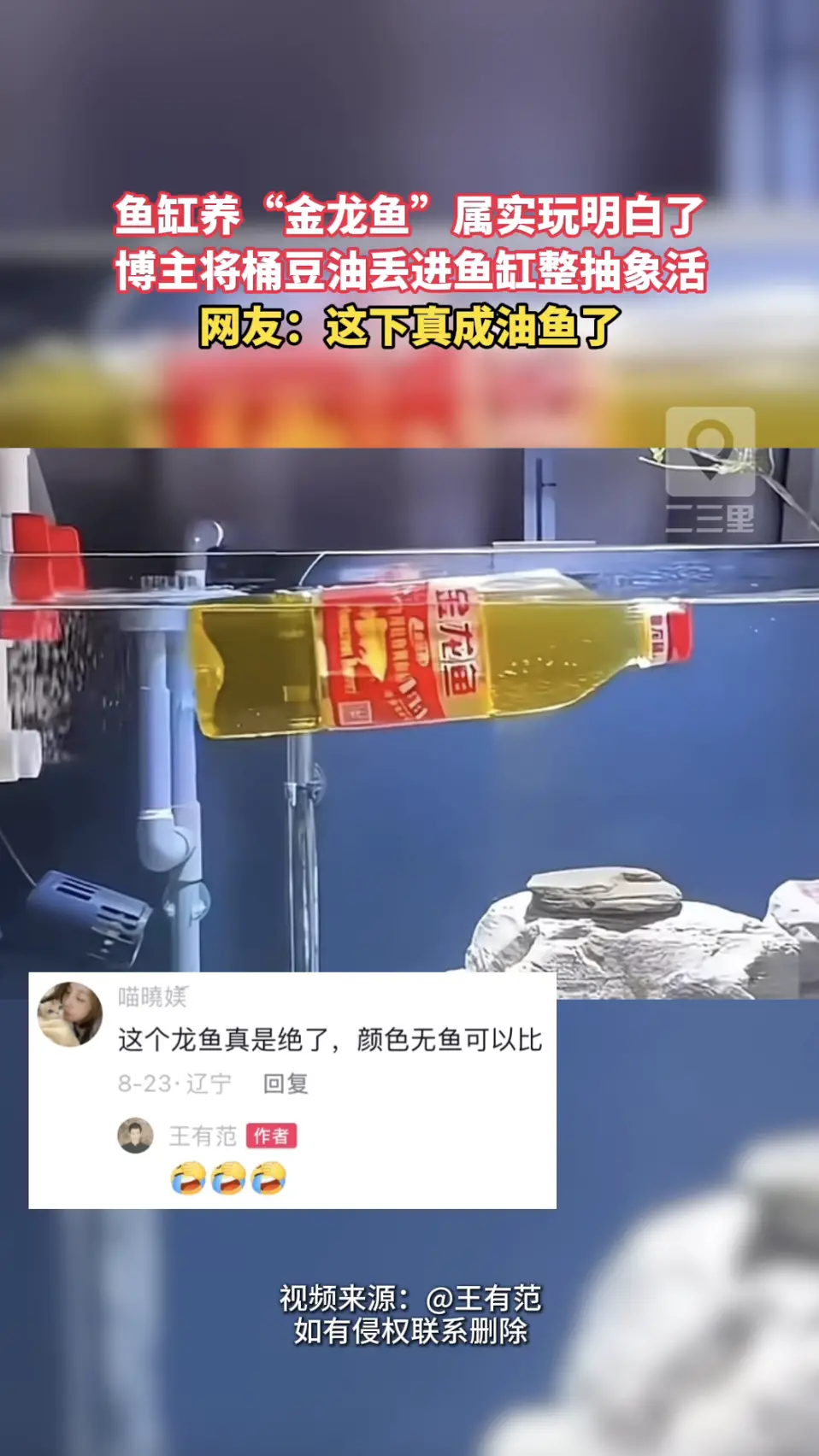 见过鱼缸养鱼，第一次见鱼缸泡“金龙鱼”。