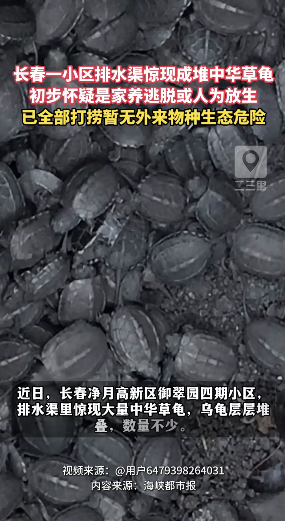 长春御翠园四期排水渠内密密麻麻挤满中华草龟，永顺街道办事处已及时将乌龟全部捞起安置