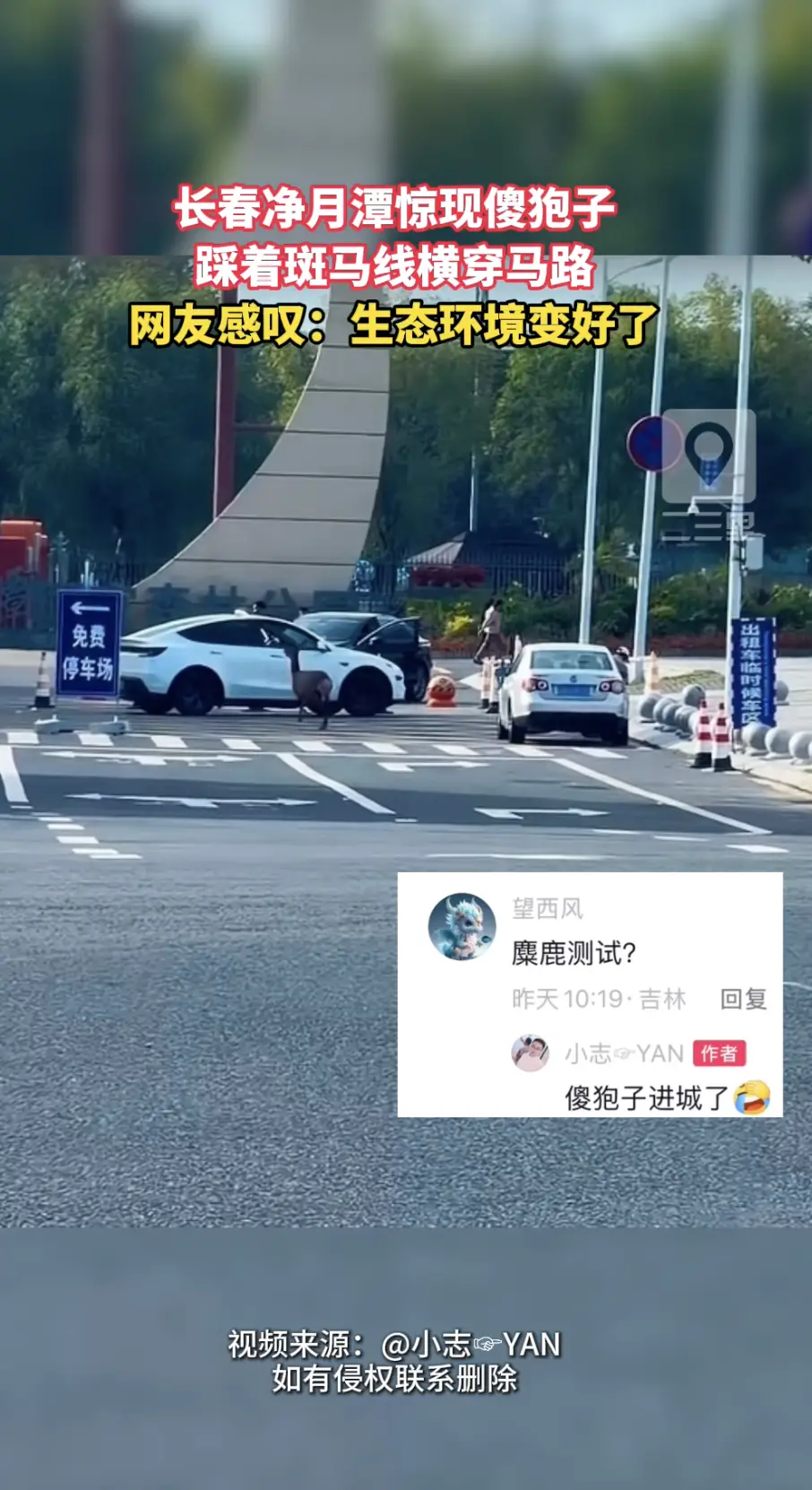 吉林一网友在净月潭发现傻狍子出没，踩着斑马线横穿马路