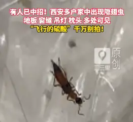 有人已中招！西安多户家中出现隐翅虫，千万别拍！