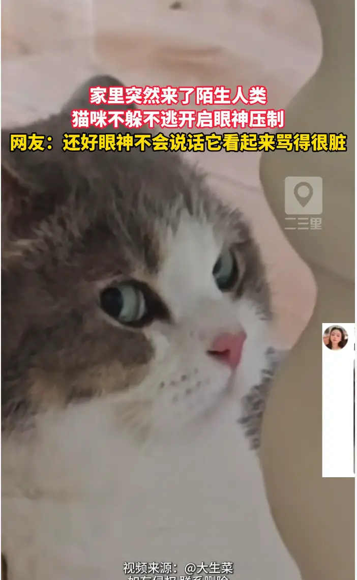 家中闯入陌生人猫咪不躲不逃，犀利眼神全程戒备气场拉满。