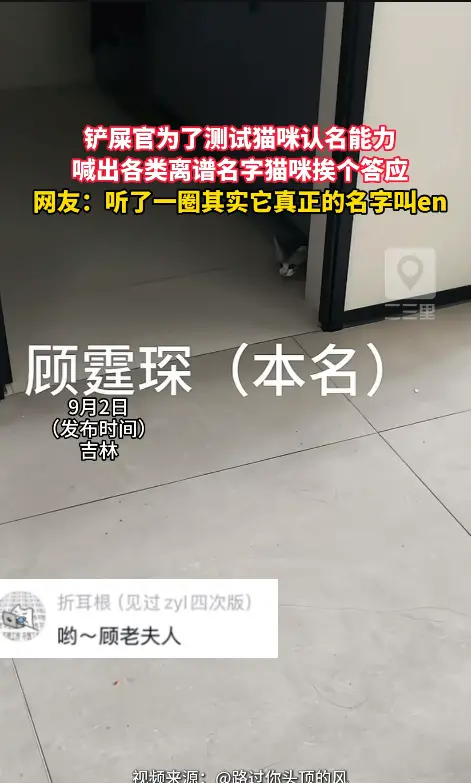 测试小猫认名字，不管名字多离谱，只要声调对小猫全都答应。